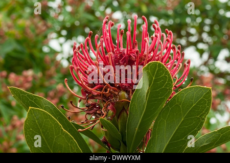 Telopea Speciosissima, Red Waratah Stock Photo