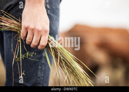 Midsection of farmer holding grass on field Stock Photo