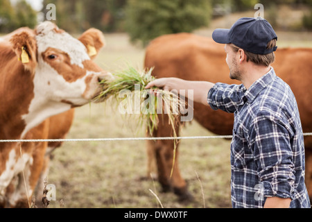 Mid adult farmer feeding cow in field Stock Photo