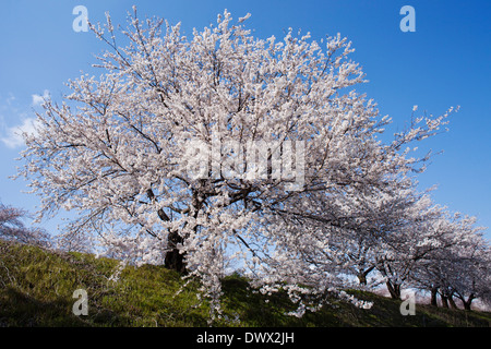 Cherry Blossoms in Azumino, Nagano, Japan Stock Photo