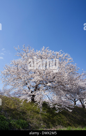 Cherry Blossoms in Azumino, Nagano, Japan Stock Photo