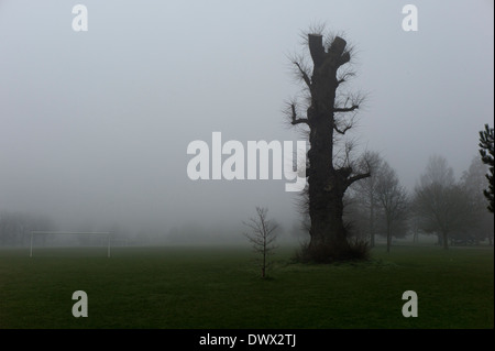 Huge tree stump in fog, brighton park by football pitch Stock Photo