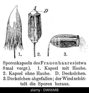 Southern maidenhair fern, black maidenhair fern, and venus hair fern: spore capsule Stock Photo