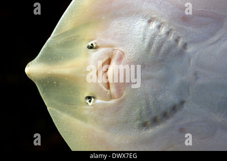 Thornback ray / thornback skate (Raja clavata) close up of underside showing mouth Stock Photo