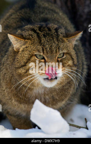European wildcat (Felis silvestris silvestris) close up of wild cat licking nose while stalking prey in the snow in winter Stock Photo