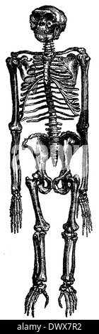 Chimpanzee: Sceleton Stock Photo