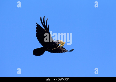 Rook (Corvus frugilegus) in flight with moss in beak as nesting material for nest building Stock Photo