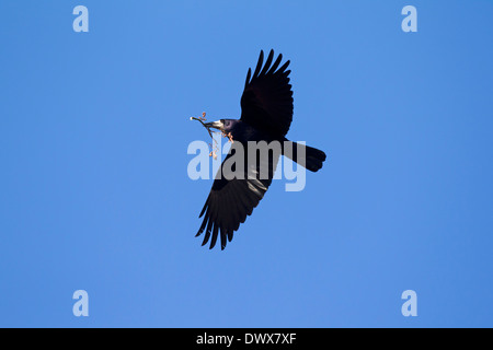 Rook (Corvus frugilegus) in flight with branch in beak as nesting materialas nesting material for nest building Stock Photo