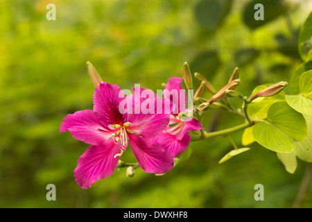 Bauhinia flower with green leaf background,it is hong kong orchid tree Stock Photo