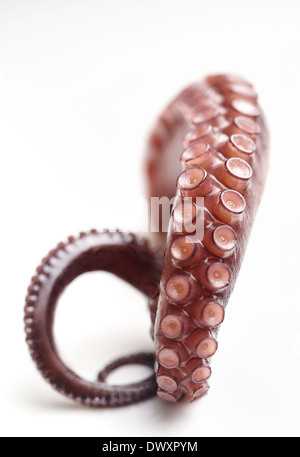 Close-up of a boiled octopus tentacle on a white background. Stock Photo