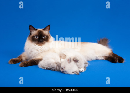 Siberian forest mother cat with kittens on blue background Stock Photo
