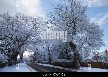 Winter scene of snow covered lane with shafts of sunlight coming through trees. Stock Photo