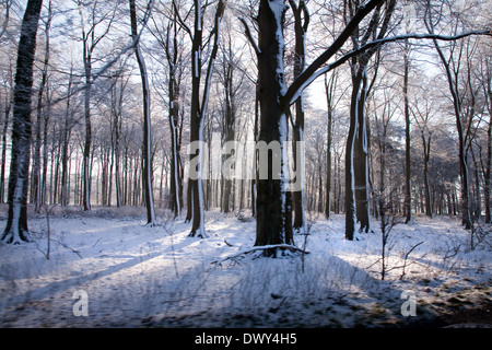 Winter scene of snow with shafts of sunlight coming through trees. Stock Photo