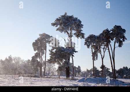 Winter scene of snow with shafts of sunlight coming through trees. Stock Photo