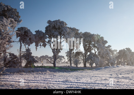 Winter scene of snow with shafts of sunlight coming through trees. Stock Photo