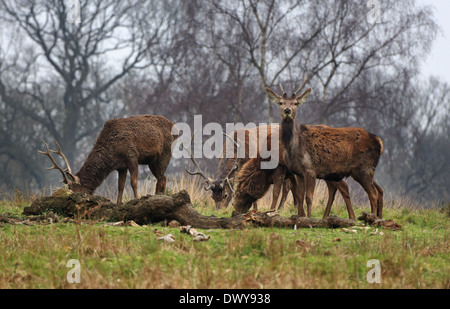 Red Stag Deer in an English Park (Cervus Elaphus) Stock Photo