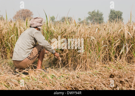 1 Indian Farmer working in Paddy Field Stock Photo