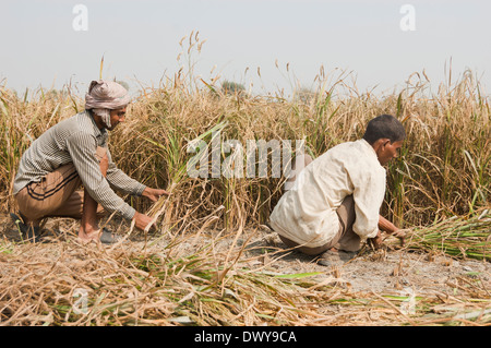 Indian Farmer working in Paddy Field Stock Photo