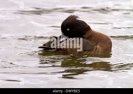Tufted duck, Aythya fuligula female preening Stock Photo