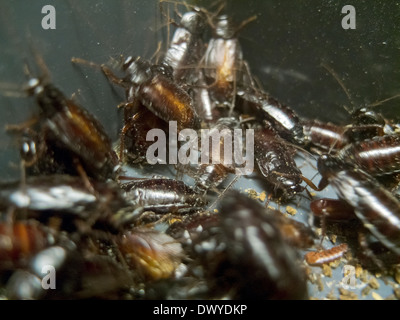 Berlin, Germany, scraping the Federal Environment Agency Stock Photo