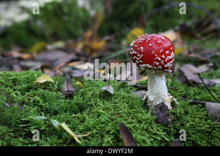 Trendelburg, Germany, fly agaric Stock Photo