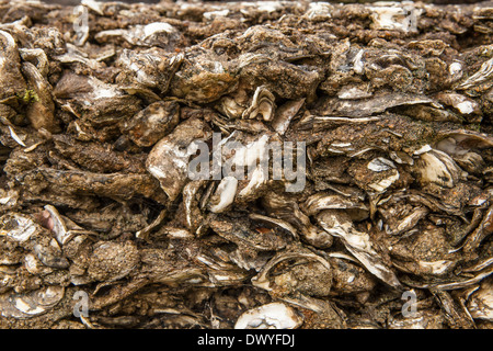 Details of a coquina stone wall is pictured in St. Augustine Fountain of Youth Archaeological Park in Florida Stock Photo