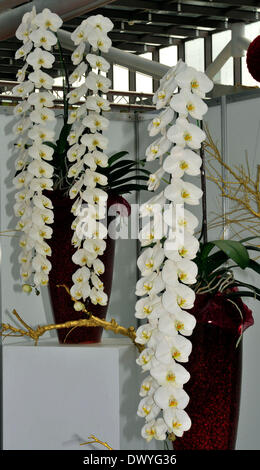 Taipei. 14th Mar, 2014. Photo taken on March 14, 2014 shows the white butterfly orchids at the newly-opened Taipei Flower Wholesale Market in Taipei, southeast China's Taiwan. The Taipei Flower Wholesale Market is the largest of this kind in Taiwan. © Wu Ching-teng/Xinhua/Alamy Live News Stock Photo