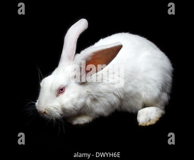 Single black and white rabbit - close-up on head Stock Photo - Alamy