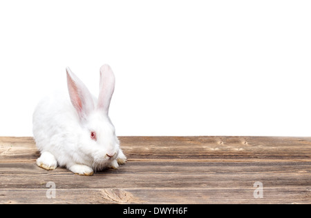 White rabbit with red eyes on wooden board Stock Photo