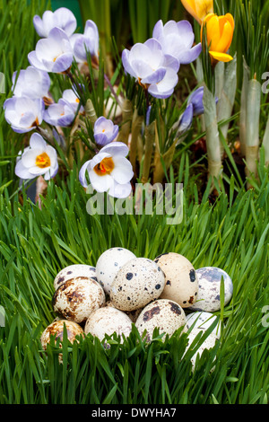 Heap of quail eggs on a green grass Stock Photo