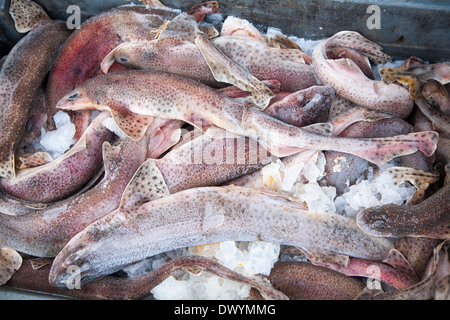 Lesser Spotted Dogfish freshly landed in tray with ice, Ilfracombe, Devon, England Stock Photo