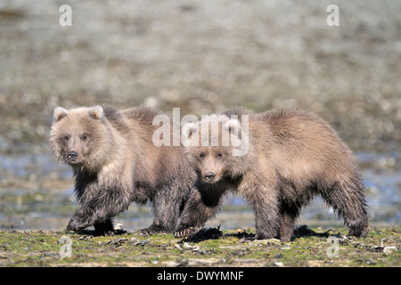 Two Grizzly bear cubs (Ursus arctos horribilis) walking at water edge. Stock Photo