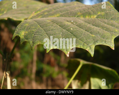Leaf of Platanus orientalis, Chinar, Oriental plane Stock Photo
