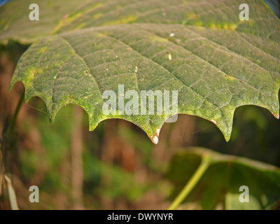 Leaf of Platanus orientalis, Chinar, Oriental plane Stock Photo