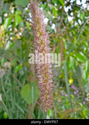 Pennisetum alopecuroides, Swamp Foxtail, Fountain Grass, Chikarashiba Stock Photo