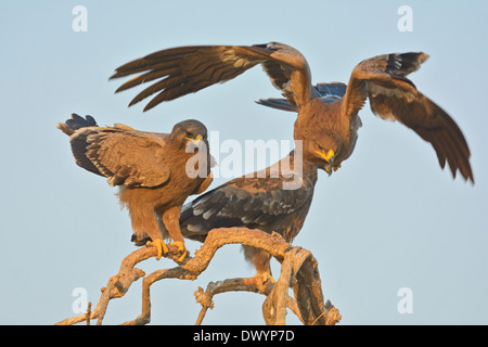 Steppe Eagles (Aquila nipalensis) in Rajasthan, India Stock Photo