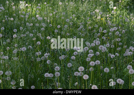View of beauty dandelion (Tarataxum officinale) meadow in the park Stock Photo