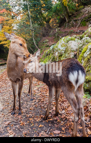 Miyajima Deers in Hatsukaichi, Hiroshima Prefecture, Japan Stock Photo