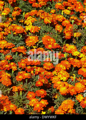 Marigold flowers, Calendula officinalis LINN. Stock Photo