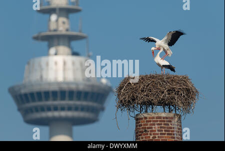 Mannheim, Germany. 12th Mar, 2014. Two white storks mate in their nest in front of the Mannheim telecommunication tower at Luisenpark municipal park in Mannheim, Germany, 12 March 2014. The park is home to the biggest urban stork colony in Germany. Photo: UWE ANSPACH/dpa/Alamy Live News Stock Photo