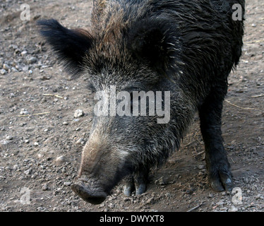 Close-up of a mature  Wild Boar (Sus Scrofa) Stock Photo