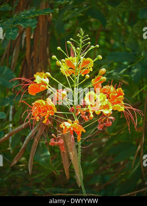 Caesalpinia Pulcherrima, Poinciana, peacock flower, Dwarf Poinciana, Red Bird of Paradise Stock Photo