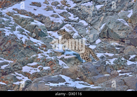 Snow leopard (Panthera uncia or Uncia uncia) leaping on rocky slopes in Hemis national park, Ladakh, India Stock Photo