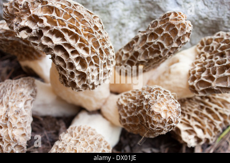 black morels, sought after by foragers for their unique flavour these edible mushrooms grow in the wild. shallow focus Stock Photo