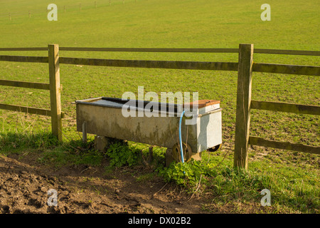 Cattle drinking trough at the side of a field in Hertfordshire, England, UK Stock Photo