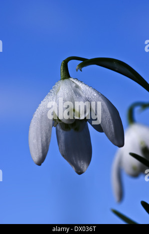 Snowdrop against blue sky with water droplets on petals, vertical. Stock Photo