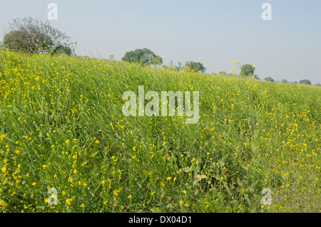 Indian Agricultural Field of Mustard Stock Photo