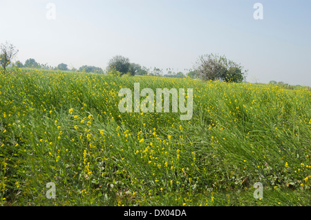 Indian Agricultural Field of Mustard Stock Photo