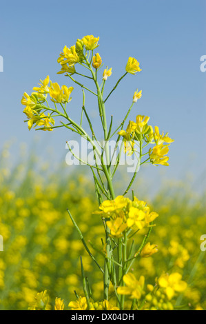 Indian Agricultural Field of Mustard Stock Photo