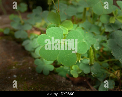 Oxalis stricta, Three Leaf Clover, Clovers Are Symbols Of Saint Patrick's Day Stock Photo